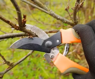 pruning shears Johnson-ops-tree-care