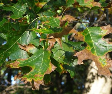 Oak wilt disease