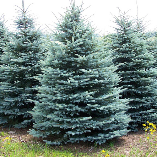 Fertilize your Evergreens Johnson Ops Tree Care