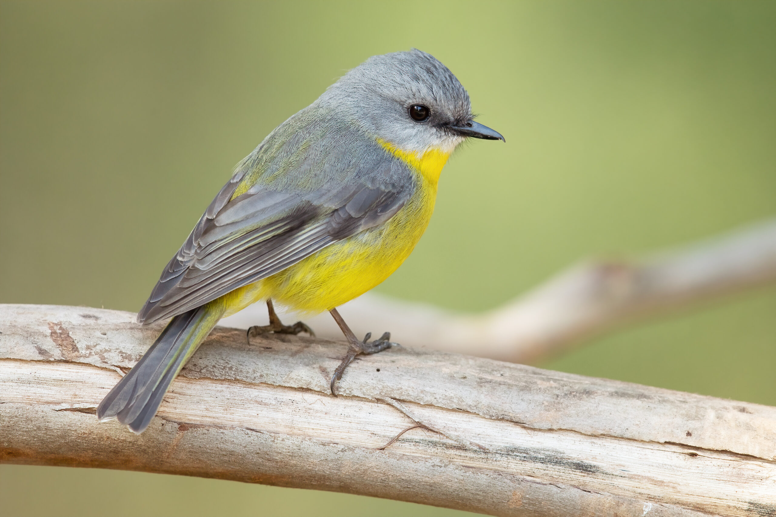 How To Deter Birds From Eating Grass Seed
