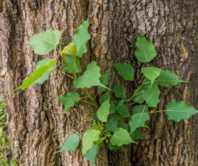 sucker growth Johnson-ops-tree-care