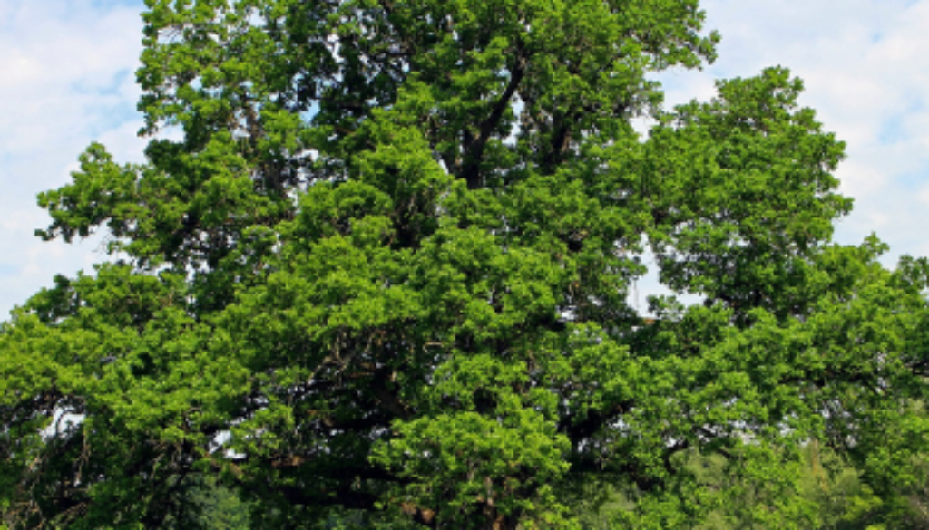 Mature Oak Tree Johnson-ops-tree-care