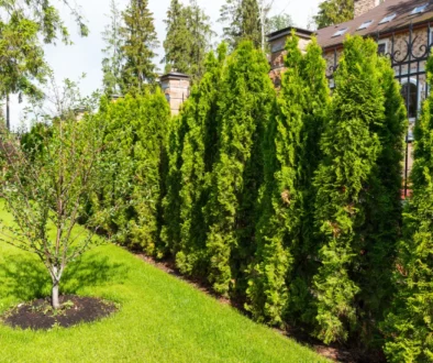Privacy hedges or trees