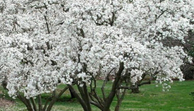 Star Magnolia johnson-ops-tree-care