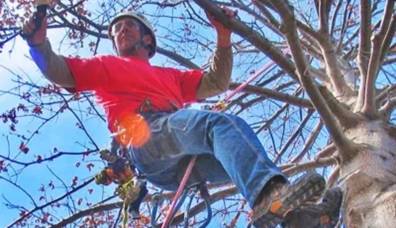 tree trimming johnson-ops-tree-care