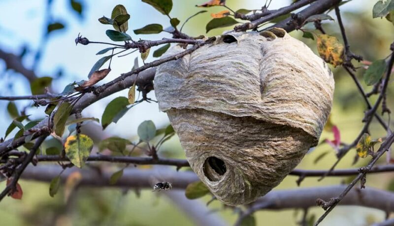 Important Information About Wasp Nests in Garden Trees