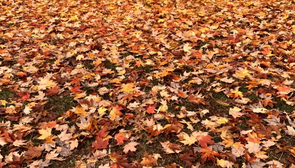 Clearing Fallen Leaves Johnson-ops-tree-care