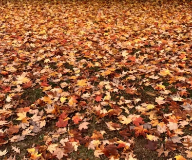 Clearing Fallen Leaves Johnson-ops-tree-care
