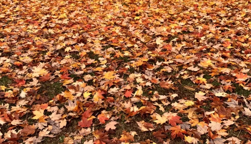 Clearing Fallen Leaves Johnson-ops-tree-care