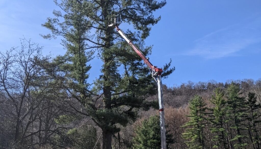 Common Myths about Trees johnson-ops-tree-care