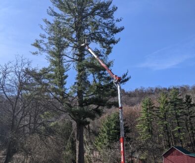 Common Myths about Trees johnson-ops-tree-care