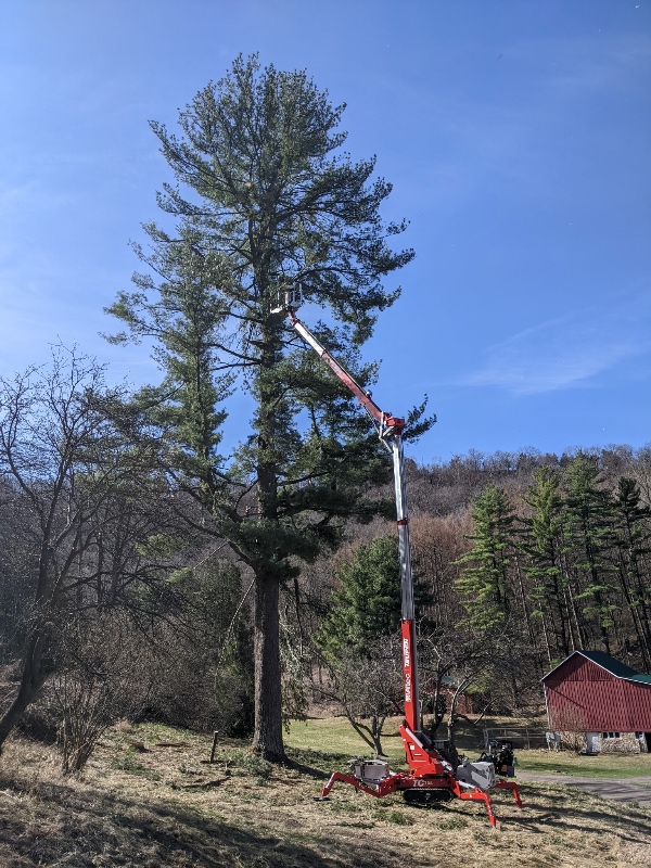 Common Tree Care Myths - Johnson Ops Tree Care