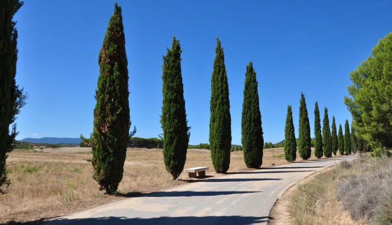 What is a columnar tree
