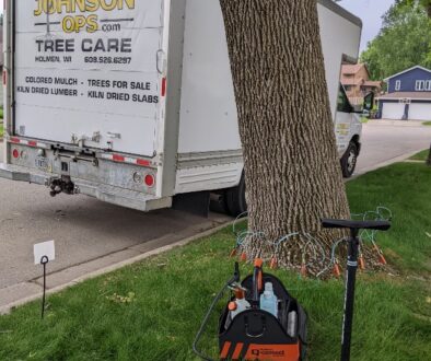 Tree Health Assessment Johnson-ops-tree-care