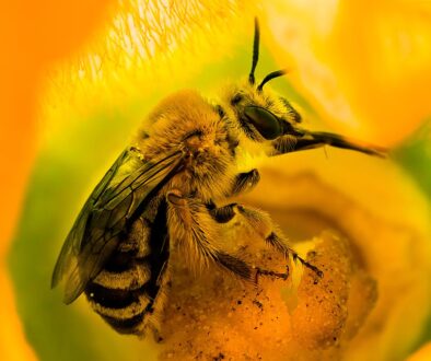 Does a Food Garden Need Bee Pollination Does a Food Garden Need Bee Pollination