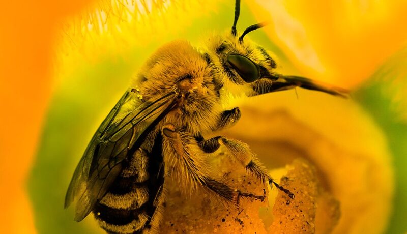 Does a Food Garden Need Bee Pollination Does a Food Garden Need Bee Pollination