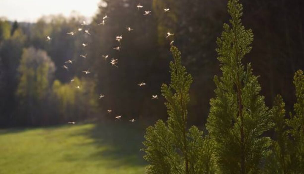 Is Mosquito Spray Safe For Pets?