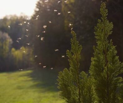 Is Mosquito Spray Safe For Pets?