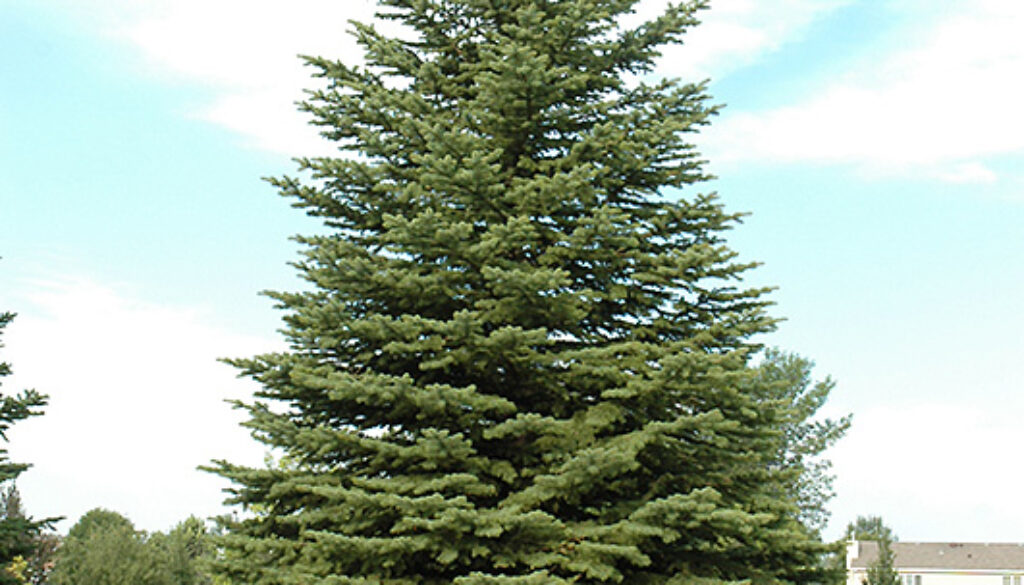 Spruce Tree Issues in La Crosse County