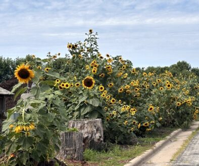 Welcome to Our Sunflower Garden
