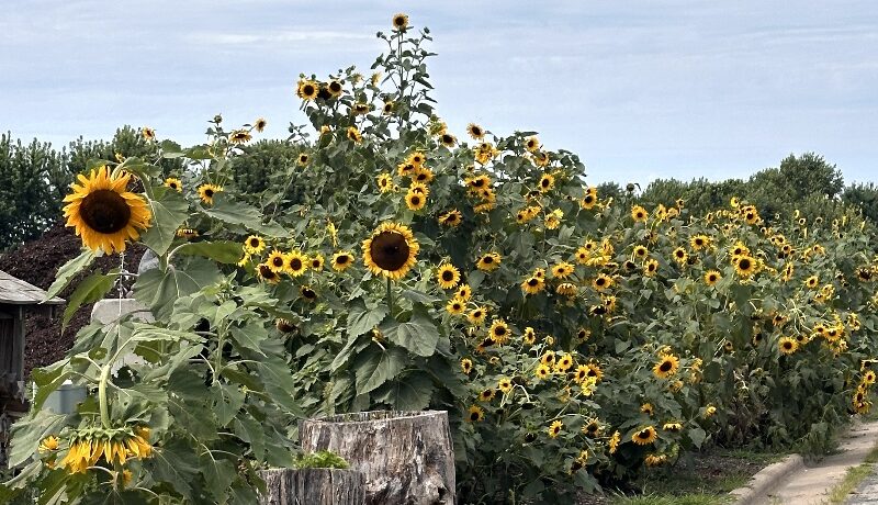 Welcome to Our Sunflower Garden