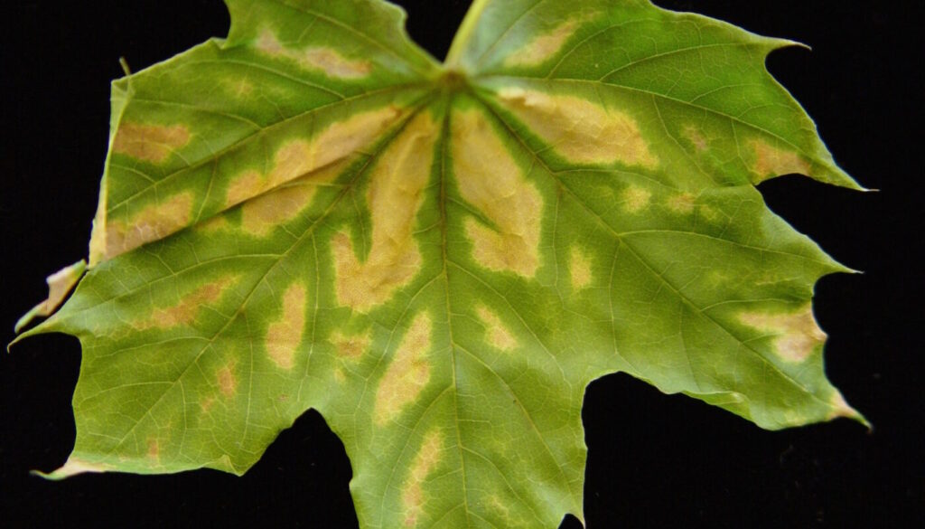 What is Verticillium Wilt?