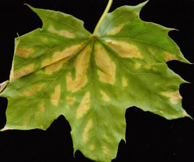 What is Verticillium Wilt?
