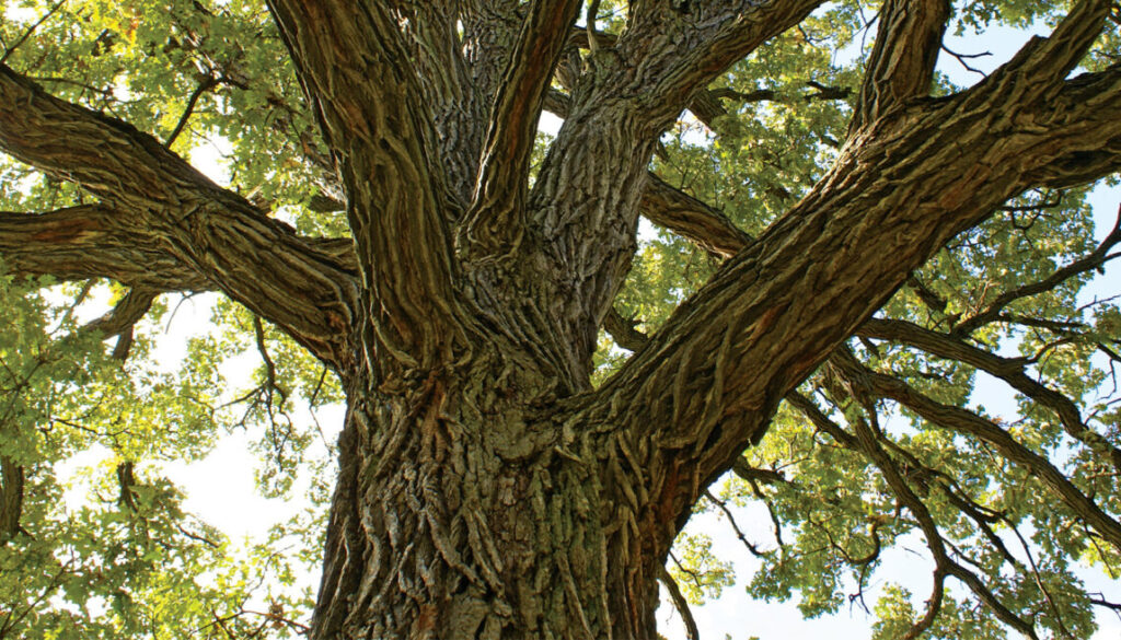 7 Advantages of Trees Johnson-ops-tree-care