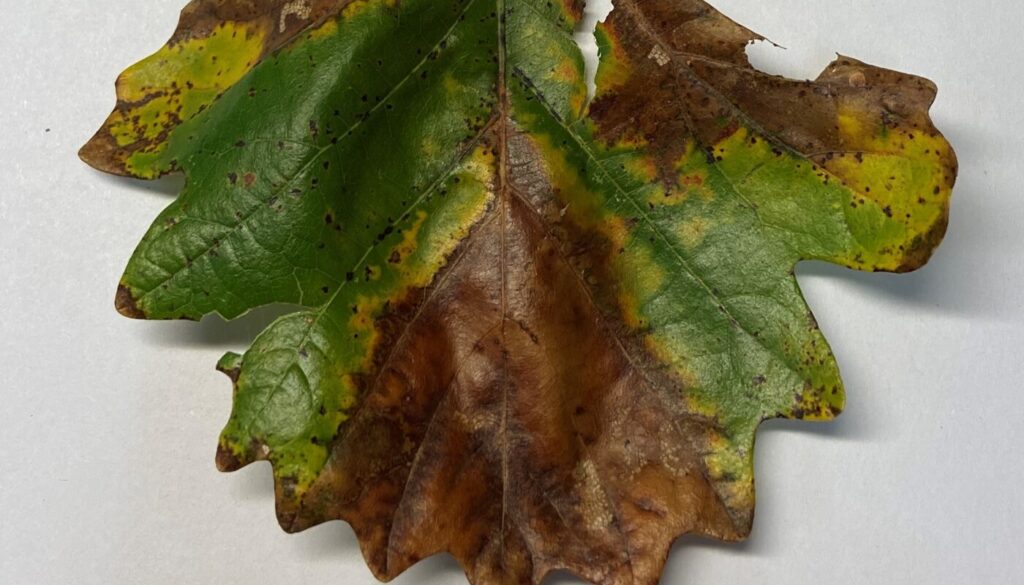 Bur Oak Blight (BOB)