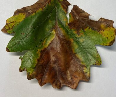 Bur Oak Blight (BOB)