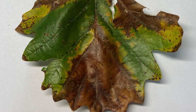 Bur Oak Blight (BOB)