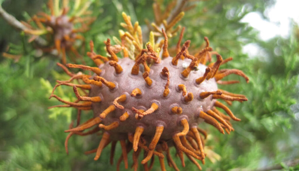 Cedar-Apple Rust