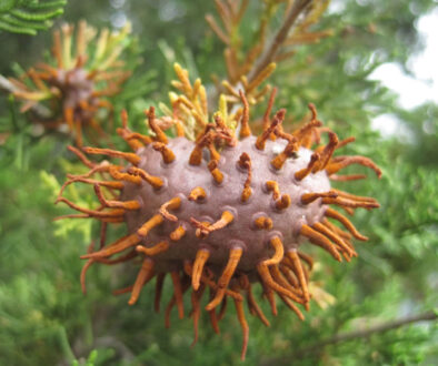 Cedar-Apple Rust