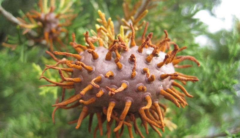 Cedar-Apple Rust