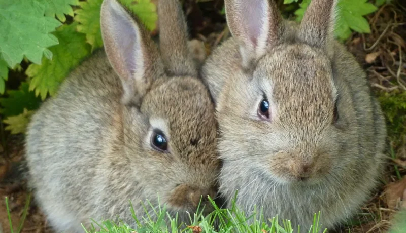 Dealing with wildlife interference