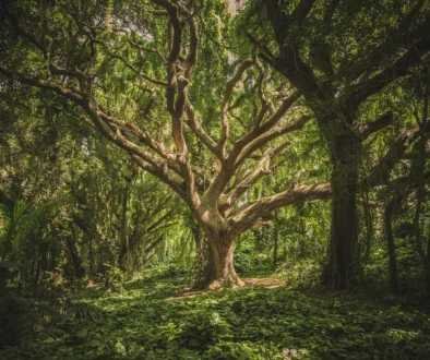 Mother Trees: The Pillars of Forest Ecosystems