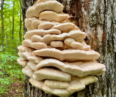 Northern Tooth Fungus (Climacodon septentrionalis)