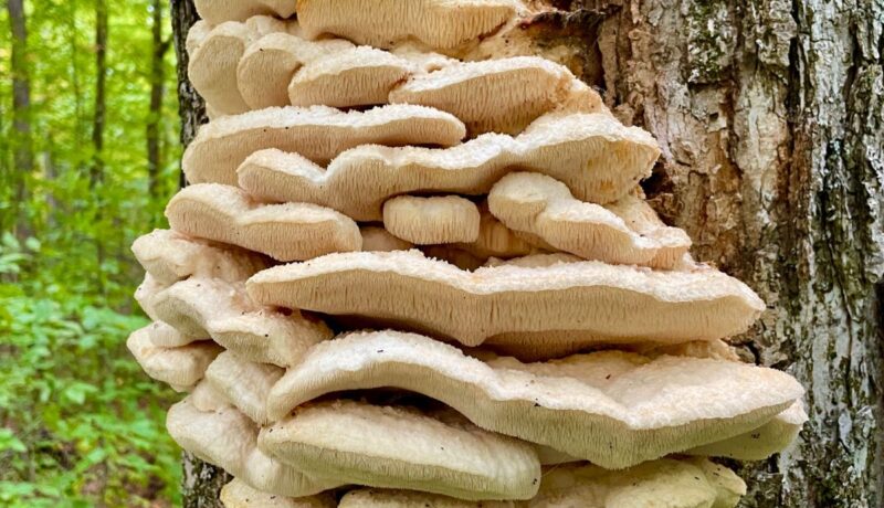 Northern Tooth Fungus (Climacodon septentrionalis)