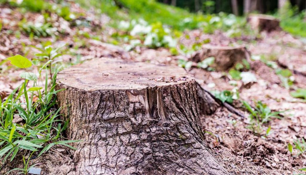 Reasons for Stump Grinding after Removing a Tree