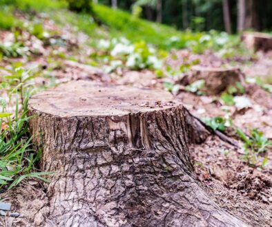Reasons for Stump Grinding after Removing a Tree