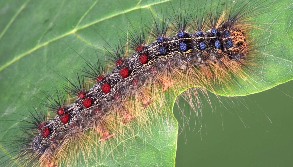 Spongy Moths Formerly Known as Gypsy Moths.