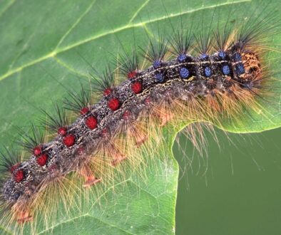 Spongy Moths Formerly Known as Gypsy Moths.