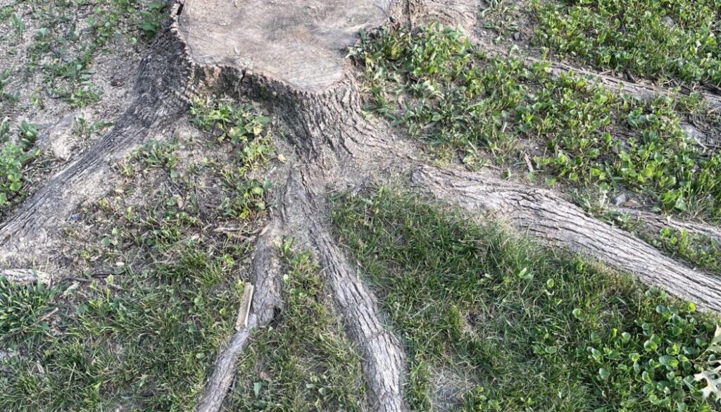 What to Expect After Stump Grinding