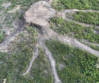 What to Expect After Stump Grinding