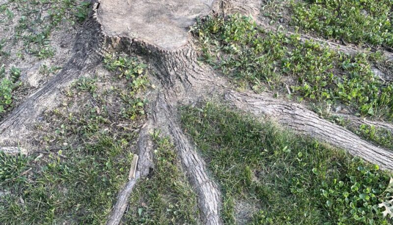 What to Expect After Stump Grinding