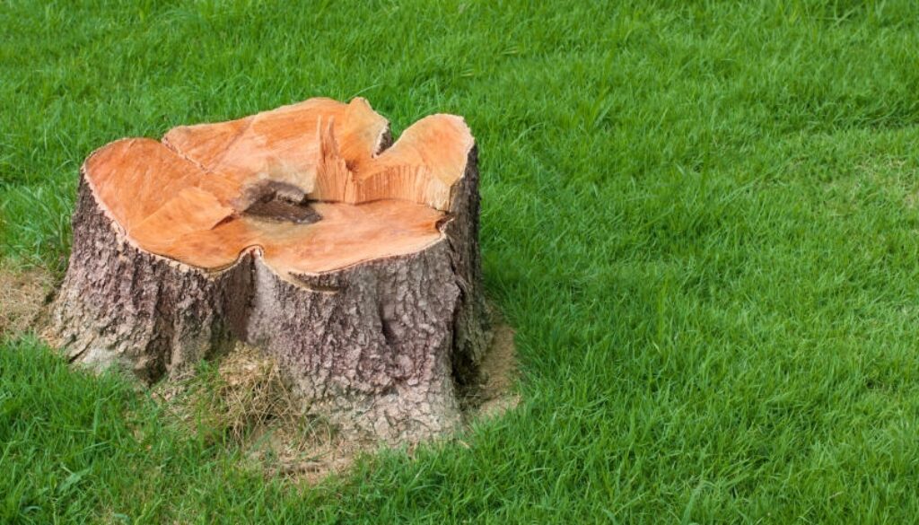 Yard Restoration After Tree Removal Johnson-ops-tree-care