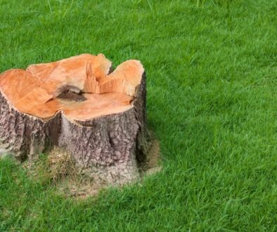 Yard Restoration After Tree Removal Johnson-ops-tree-care