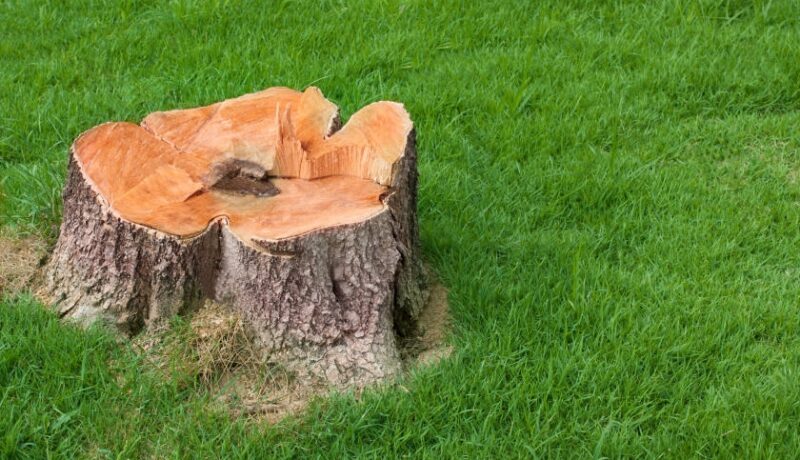 Yard Restoration After Tree Removal Johnson-ops-tree-care