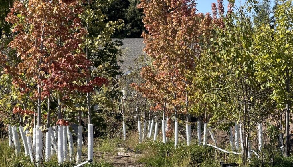 choose the right tree for your yard