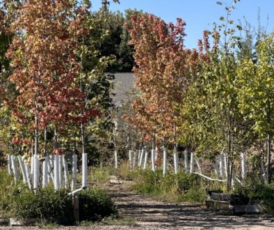 choose the right tree for your yard